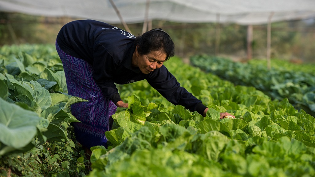 At the THAIFEX-World of Food Asia 2017 in Bangkok, the Greater Mekong Subregion Pavilion will feature high-quality, safe, and environment-friendly food products from the six GMS countries. Photo: ADB.